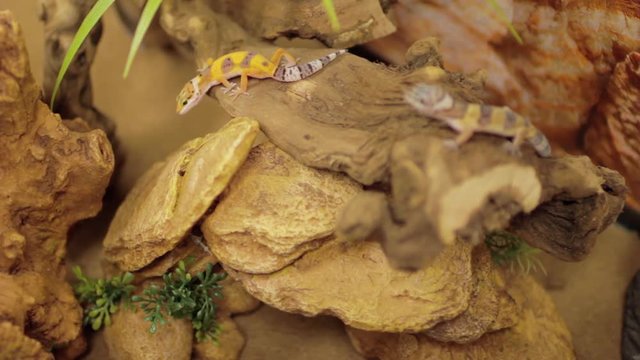 Leopard geckos in terrarium