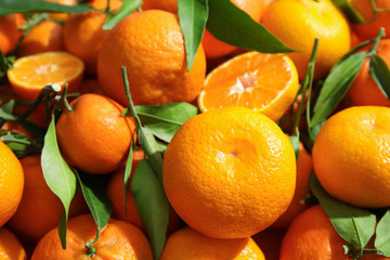 Many ripe tangerines with leaves as background, closeup