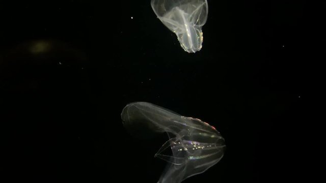 Jellyfish - Bolinopsis sp. - Phacellophora Chamtschatica - Beautiful background with transparent jellyfish at Kamon Aquarium, Japan.