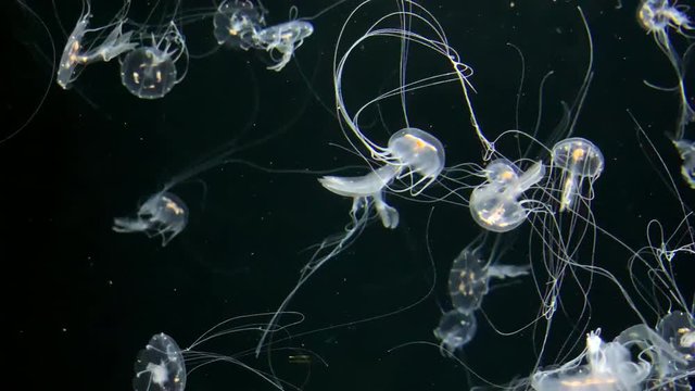 Jellyfish - Chrysaora Quinquecirrha - Small white jellyfish with long tentacles in the water. Kamon Aquarium, Japan.