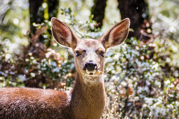 Close up of Black tailed deer head in the forests on top of Mt Hamilton, San Jose, south San Francisco bay area, California