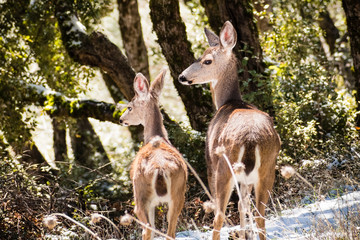 Naklejka na ściany i meble Two Black tailed deer (view from behind) in the forests on the top of Mt Hamilton on a rare winter day with snow, San Jose, south San Francisco bay area, California