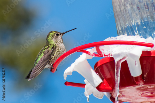 Cute Anna S Hummingbird Sitting On A Garden Feeder On An Unusual