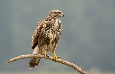Common buzzard (Buteo buteo)