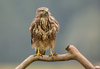 Common buzzard (Buteo buteo)