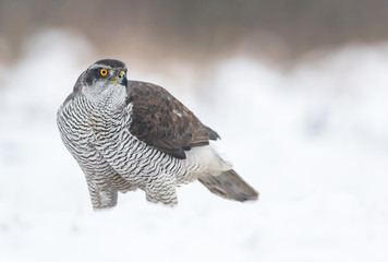 Northern goshawk (Accipiter gentilis)
