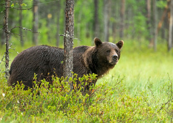 Wild brown bear (Ursus arctos)