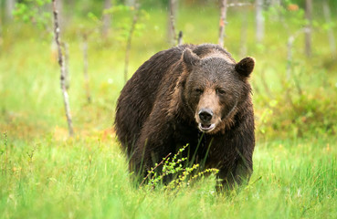 Obraz na płótnie Canvas Wild brown bear (Ursus arctos)