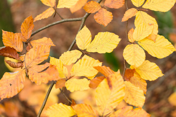 Obraz premium Golden Autumn Leaves in Plitvice Lakes National Park Croatia