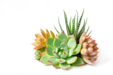 Arrangement of red green Echeveria and Zebra plant succulent flowering houseplants white background
