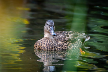 Fototapeta premium Mallard Duck in a pond on Granville Island in Vancouver, British Columbia, Canada
