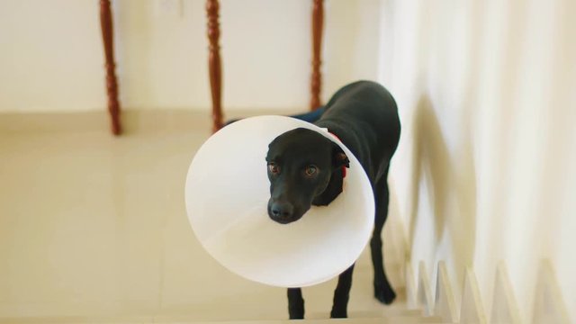 Cute black dog with an Elizabethan collar wagging its tail at the bottom of the stairs at home