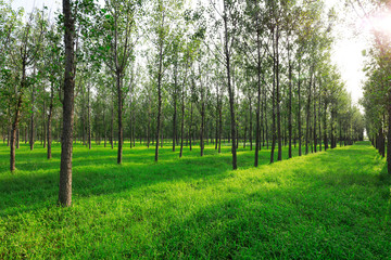 Forest grassland in the wild