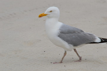 Beach Stroll