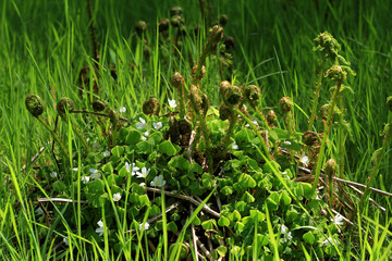 New ferns growing with wood sorrels flowering. 
