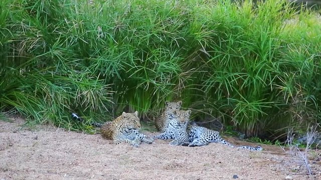 Leopardess resting with her two cubs on a sandy riverbed, Shaded grassy cover behind them
