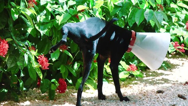 Black dog wearing an Elizabethan collar urinating on a green bush outside a home