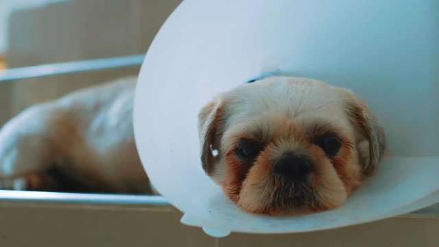 Small white dog unwell and shaking wearing an Elizabethan collar in a family home