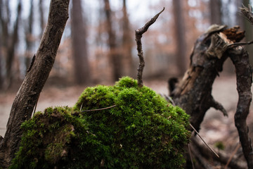 Lush green forest moss growing on a log in the woods. Northern woods scene. Moss and pine trees in winter