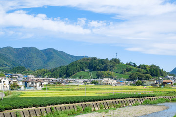 京都府和束町の茶畑と田んぼ