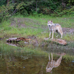 Tundra Wolf Reflected in a Pond