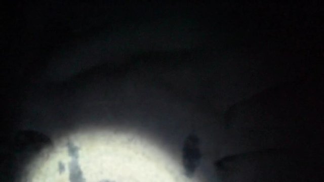 Manta ray swimming and rolling over reef on night scuba dive