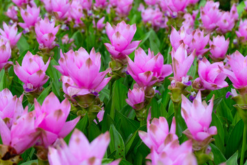 Obraz na płótnie Canvas Pink Siam Tulip or Krachai flower field blooming background at Thailand