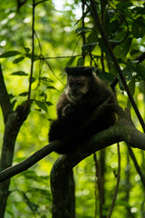 Monkey
