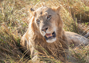 Close up front portrait of young adult male lion with tall grass around his backlit head