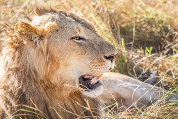 Close up profile portrait of young adult male lion with tall grass around his backlit head
