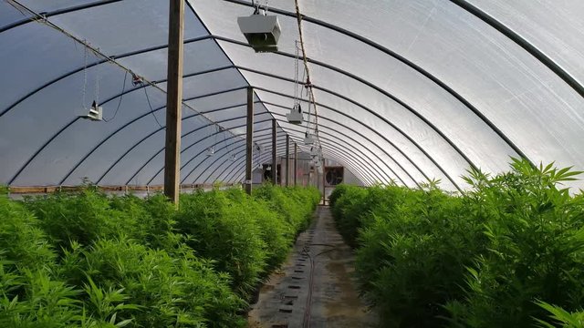 Wide view of industrial hemp greenhouse. Rows of young plants in pots being grown for commercial CBD production. Farm Bill will legalize hemp and CBP in all states. PULL BACK ZOOM OUT.