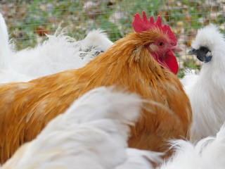 rooster on farm