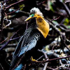 Female Anhinga with Breeding Eye Color