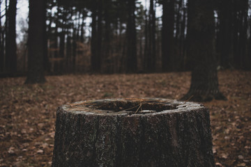 Dark, mysterious pine forest. Densely wooded landscape. Lush pine trees on a rainy day