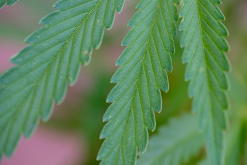 Close up shot of leaf of cannabis plant