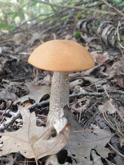 mushroom 