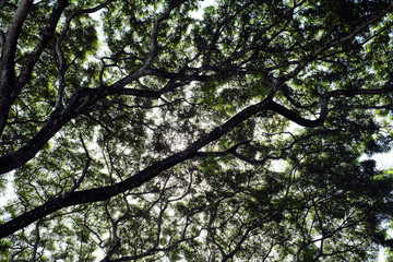 ThThe crown of a huge tropical tree. Philippines.e crown of a huge tropical tree. Philippines.
