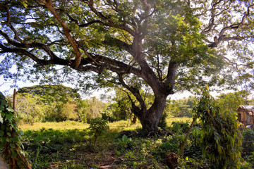 Unusual beautiful tropical trees. Philippines.