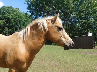 Obraz premium portrait of a horse