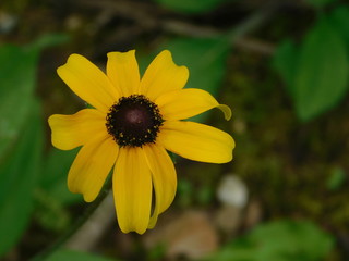 yellow flower