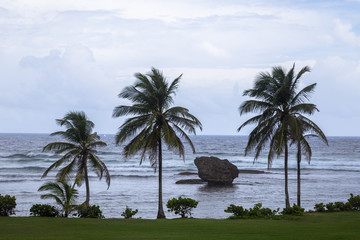 Fototapeta na wymiar three palm trees