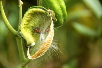 red insect on plant