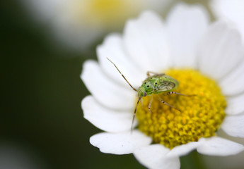 insecto en flor