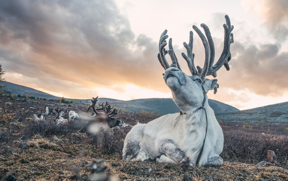 Fototapeta magnificent white rein deer in northern Mongolia