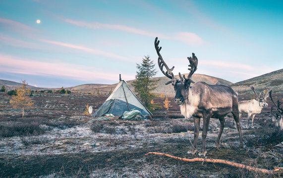 Fototapeta magnificent white rein deer in northern Mongolia