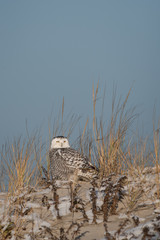 Snowy Owl on dune
