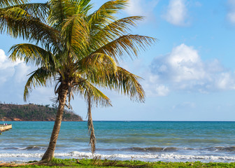 Obraz na płótnie Canvas A palm tree next to the sea on a caribbean island