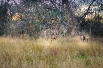 Some deers eating grass in Mckinney Falls State Park