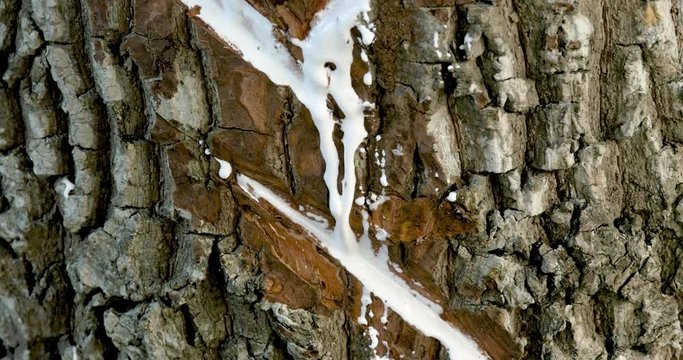 Sap from chicle tree flows in abundance