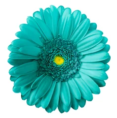 Keuken spatwand met foto Gerbera turquoise flower  on white isolated background with clipping path.  no shadows. Closeup.  Nature. © nadezhda F